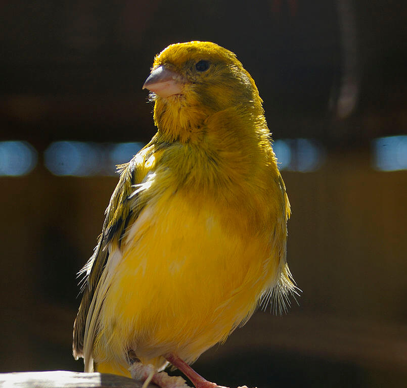 Canario