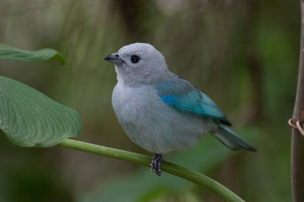 Tángara azuleja