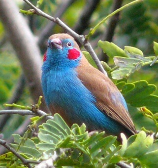 Azulito del Senegal