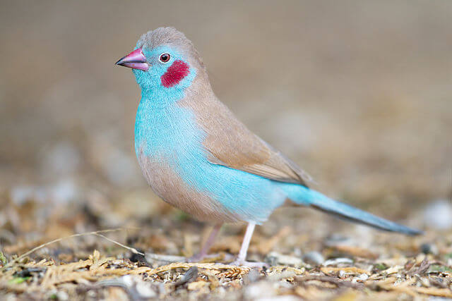 Azulito del Senegal