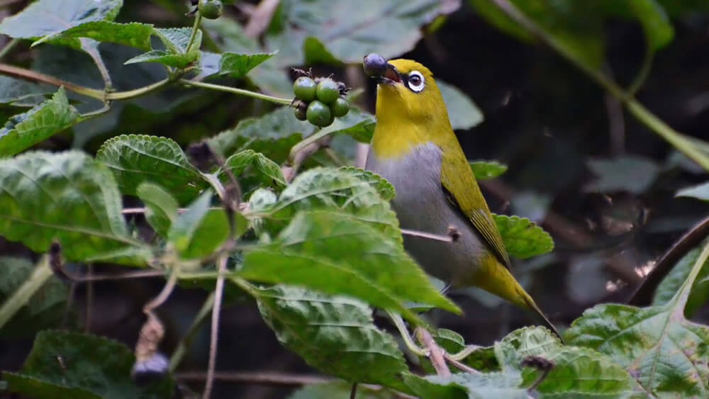 Pájaro de anteojos