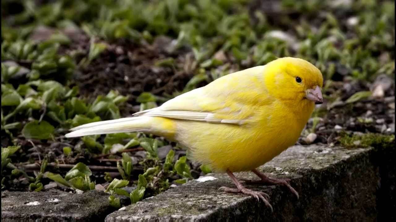 Canario