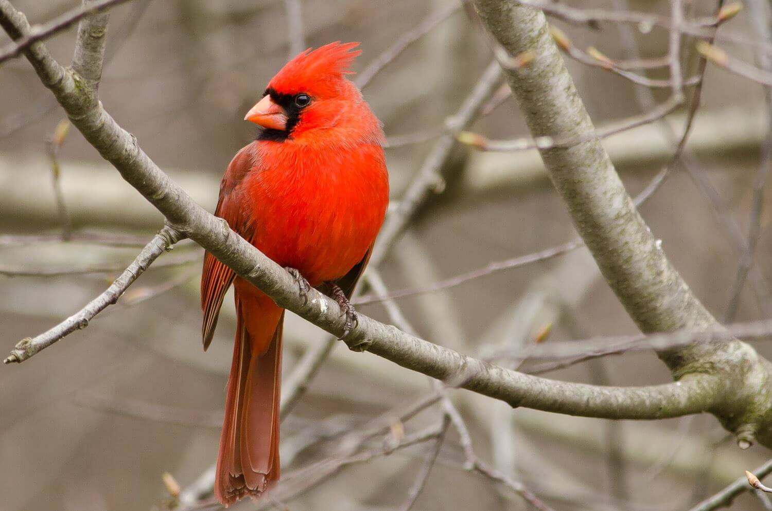 Cardenal de Virginia
