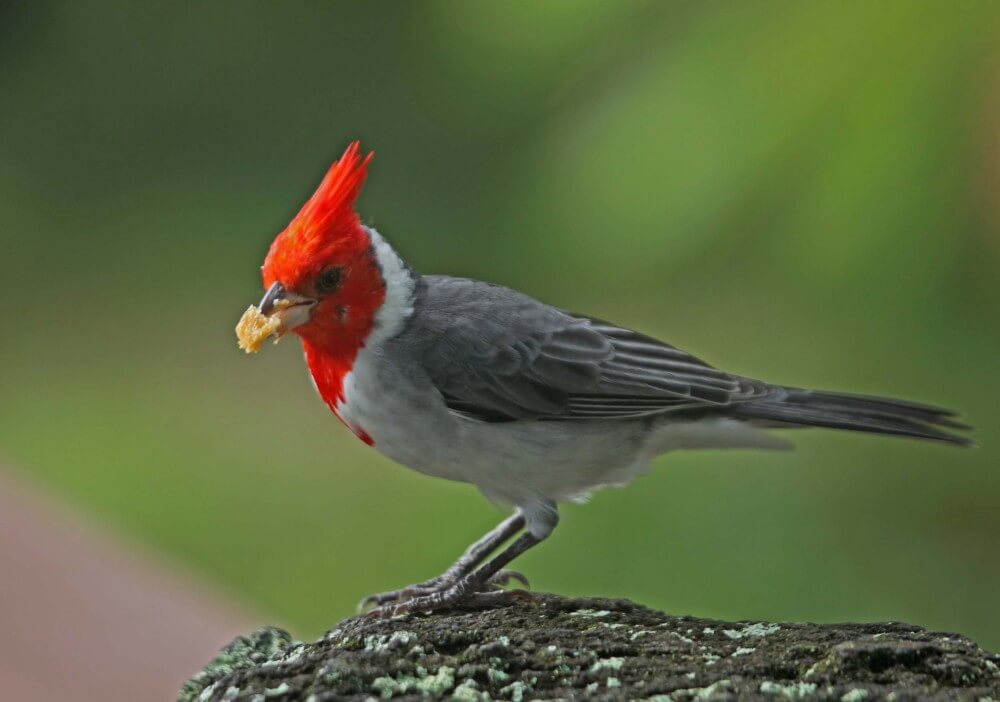 Cardenal gris
