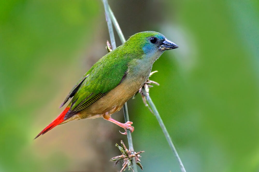 Diamante cuatricolor