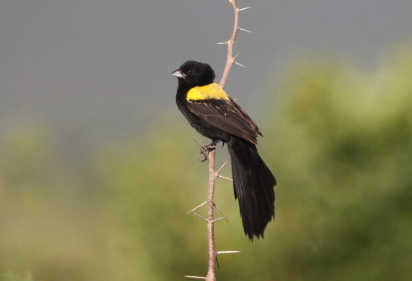 Obispo de manto amarillo