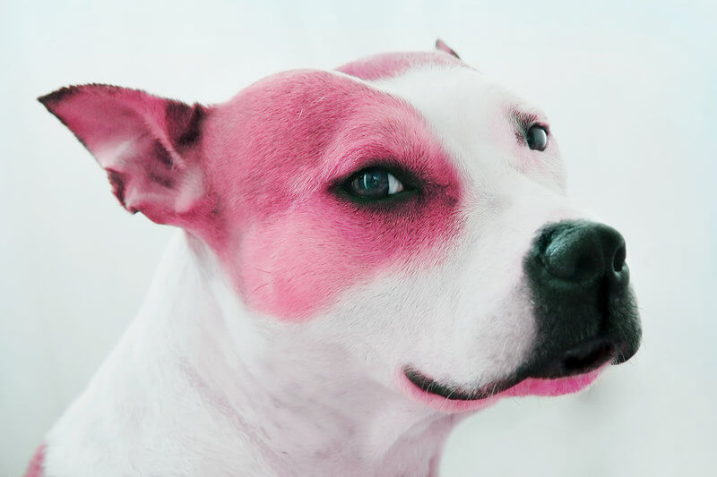 PINK_DOG_by_PeachDaub