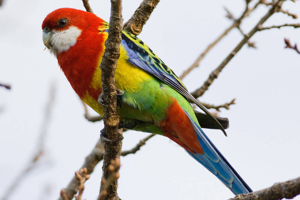 Rosella