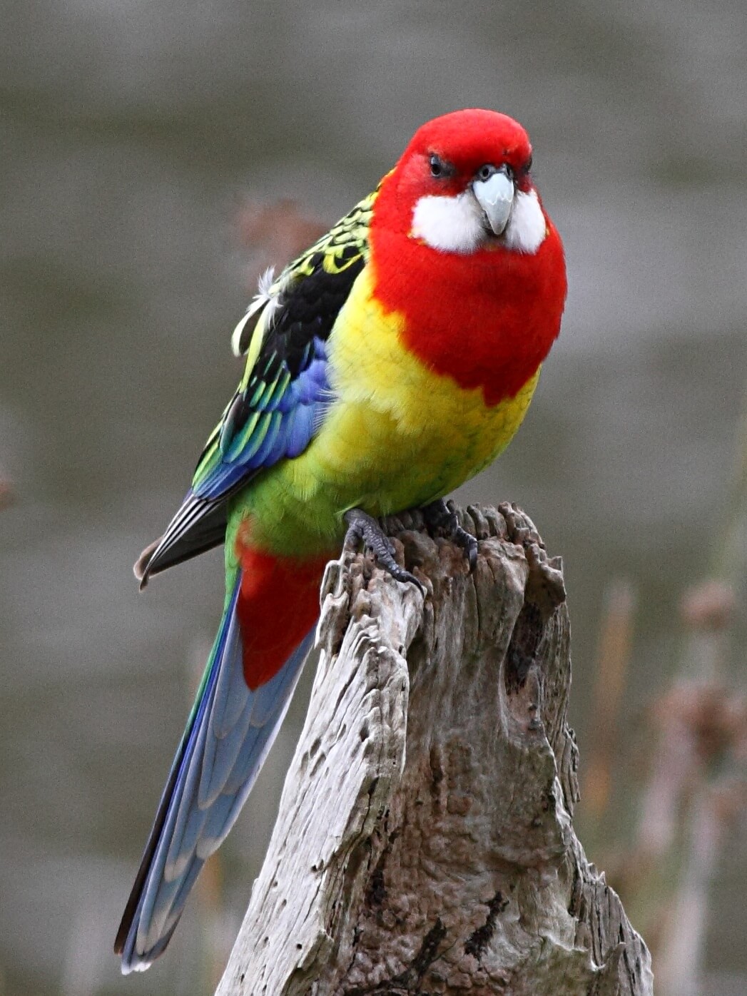 Rosella