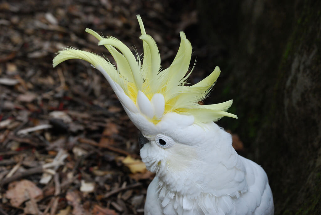 Cacatúa de moño amarillo