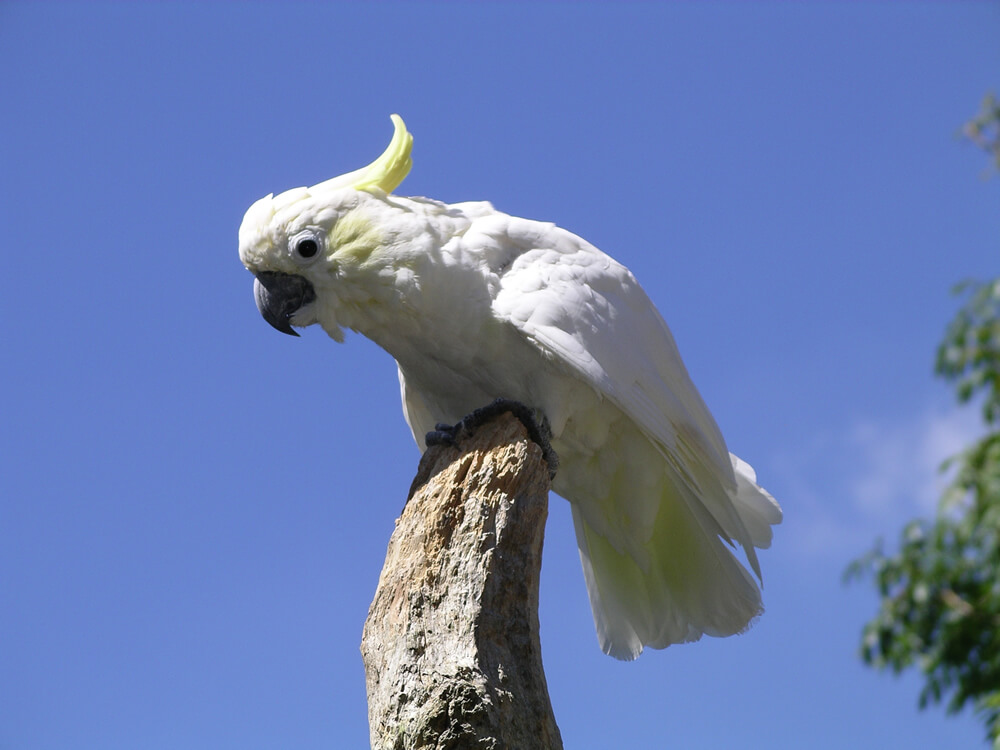 Cacatúa de moño amarillo