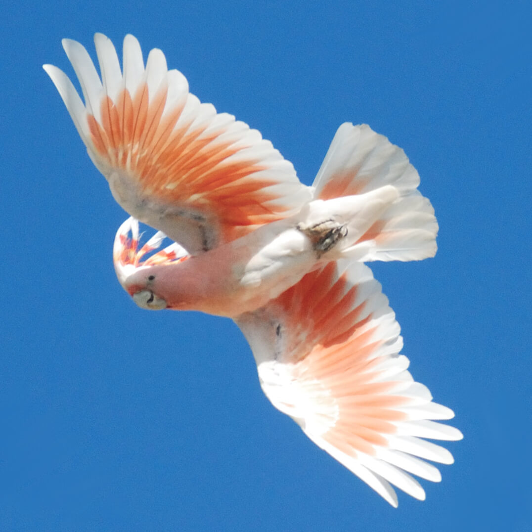 Cacatúa de moño rojo