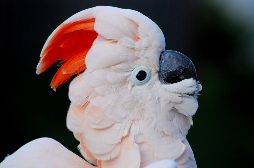 Cacatúa de moño rojo