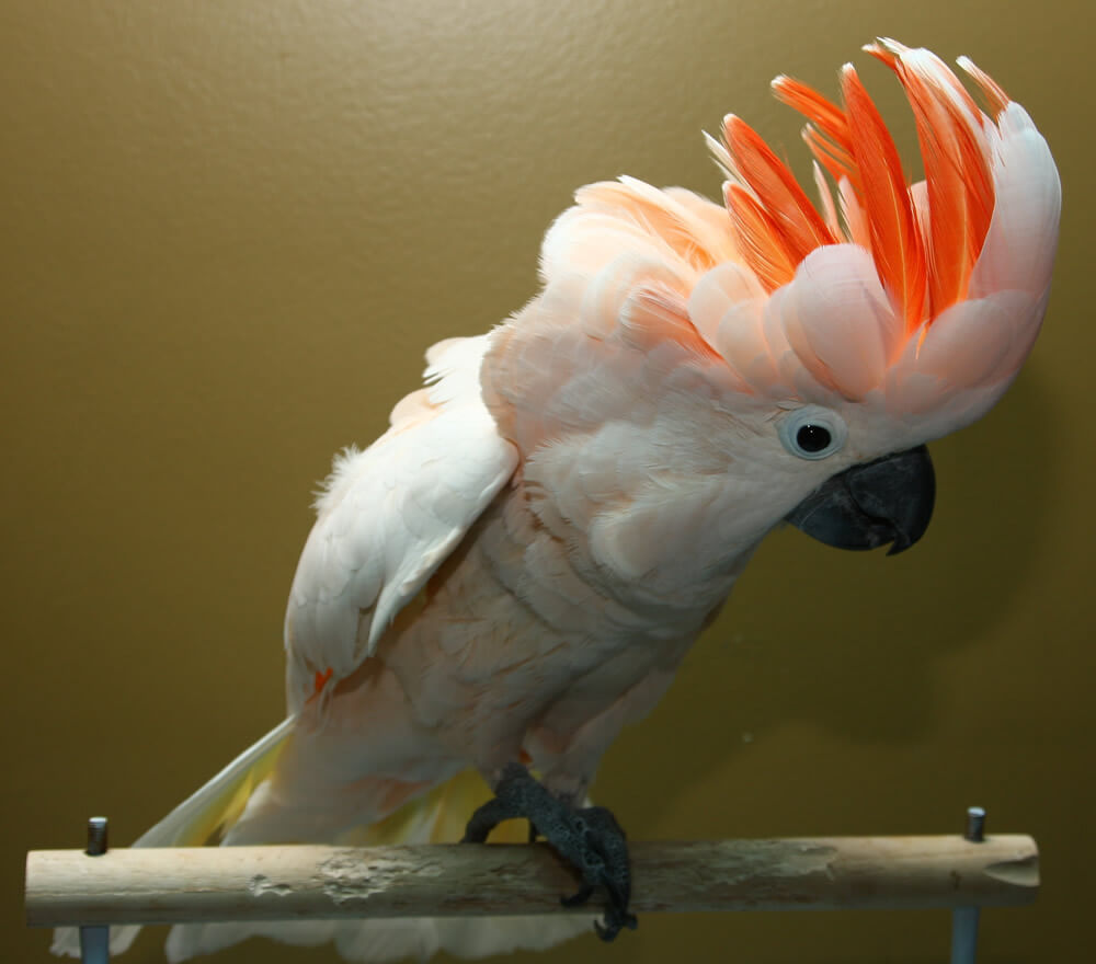 Cacatúa de moño rojo