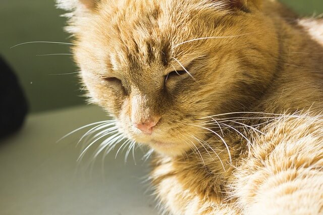 por no mencionar Distinción fragmento Cómo tratar la conjuntivitis de mi gato | webanimales.com