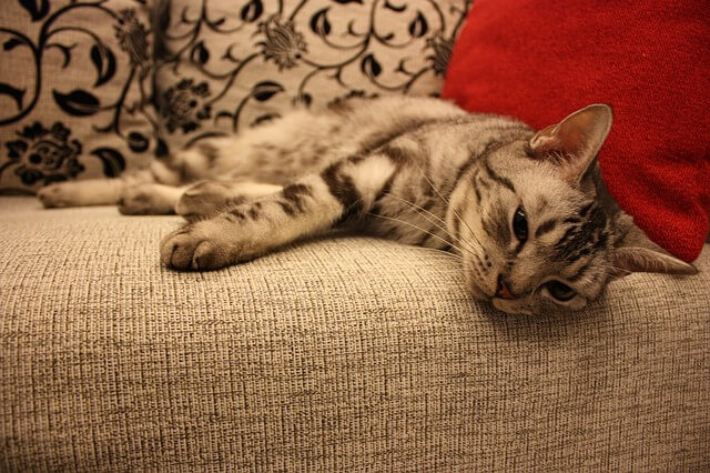 Cómo saber si mi gato tiene anemia