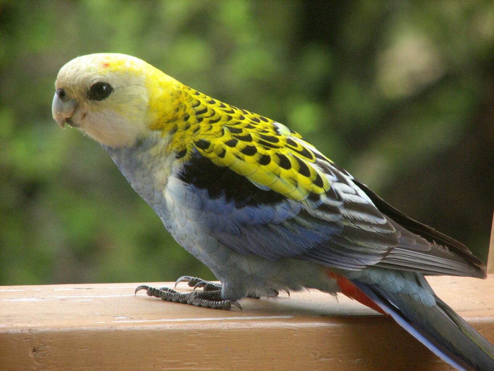 Cotorra palliceps
