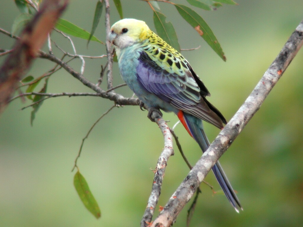 Cotorra palliceps