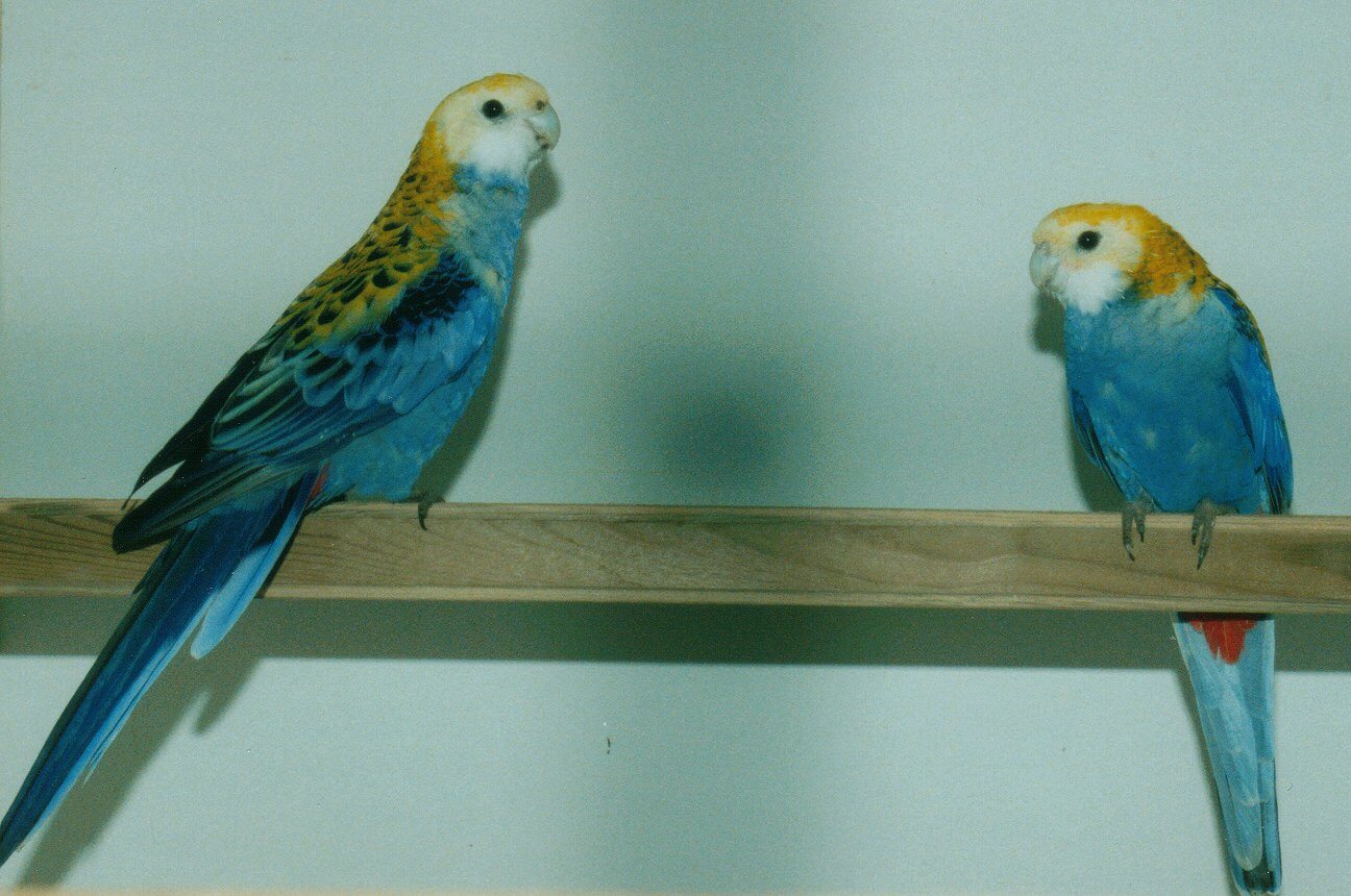 Cotorra palliceps