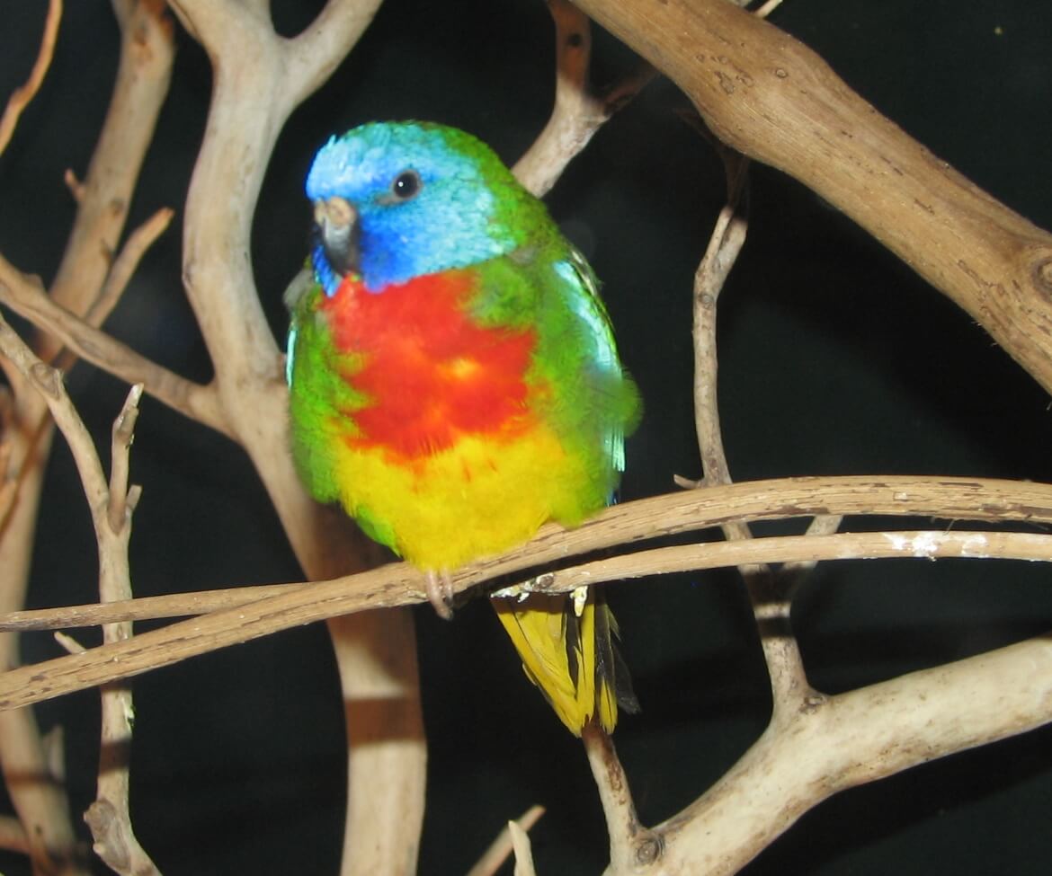 Eufemia resplandeciente
