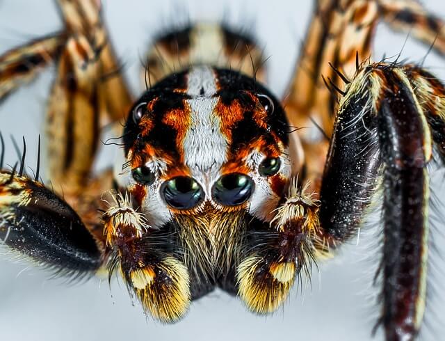 jumping-spider-300444_640