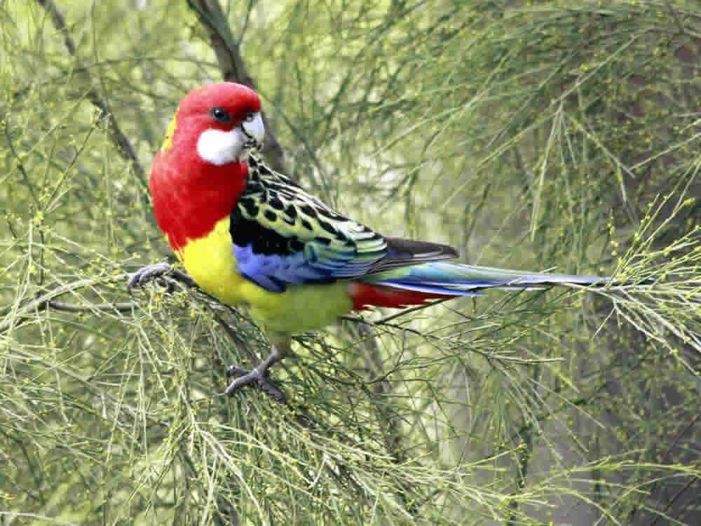 Rosella