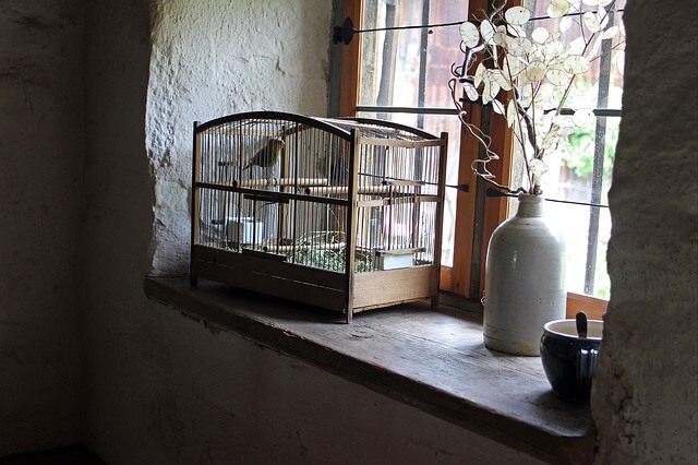 Cómo escoger una jaula para aves