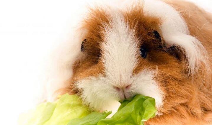 cobaya1