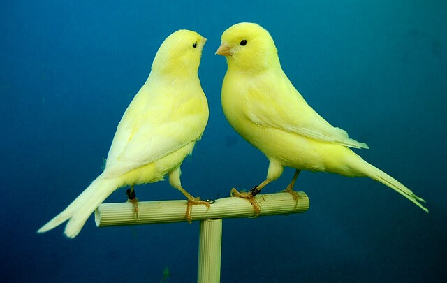canaries-426279_640