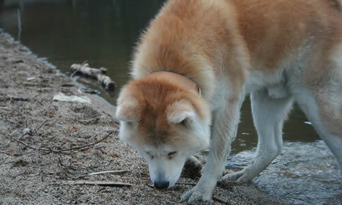 akita inu