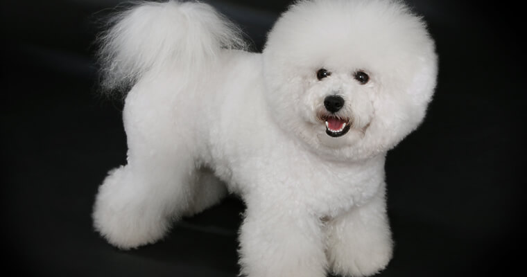 bichon