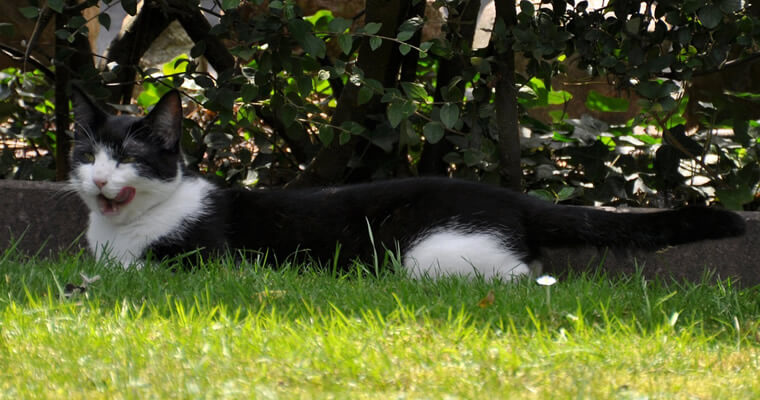 gato después de comer