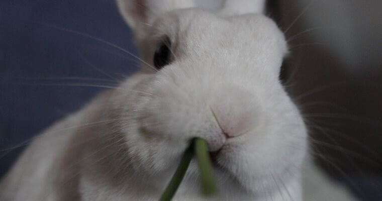 conejo-toy-comiendo