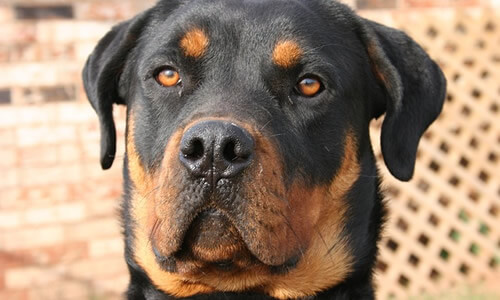 Rottweiler