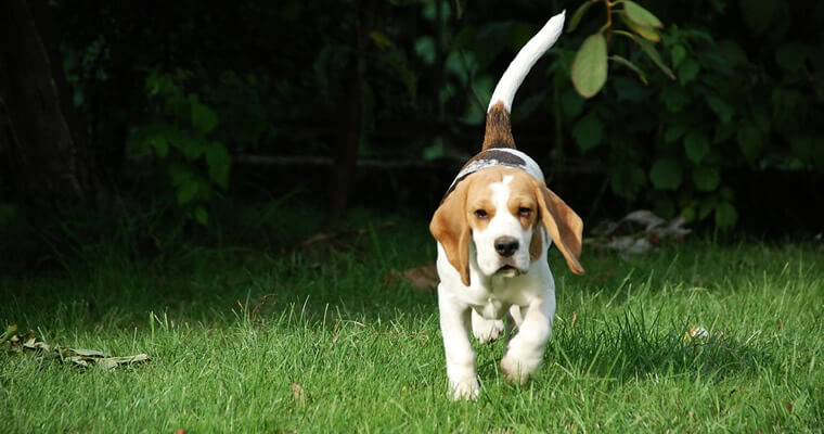 beagle corriendo