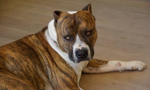 American Staffodshire Terrier