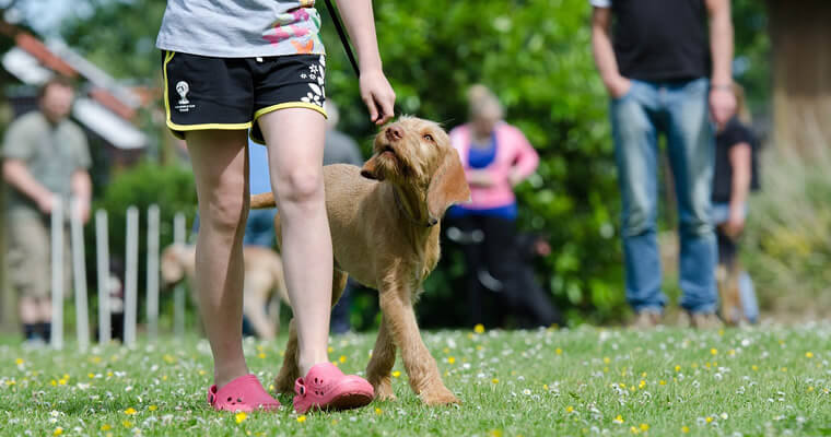 dog-school-672718_1280