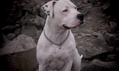 dogo argentino