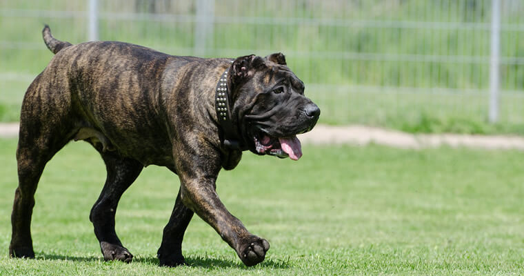 dogo-canario-750561_1280