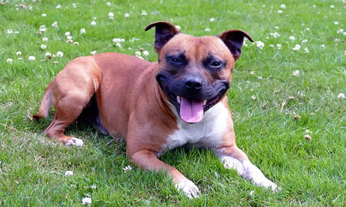 Staffordshire Bull Terrier