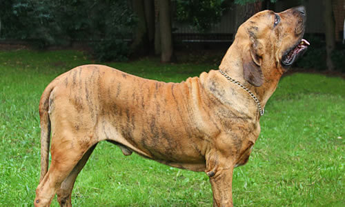 fila brasileño