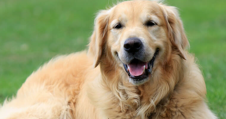 perro golden retriever tumbado