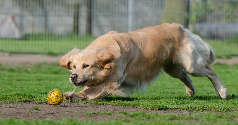 perro golden retriever jugando