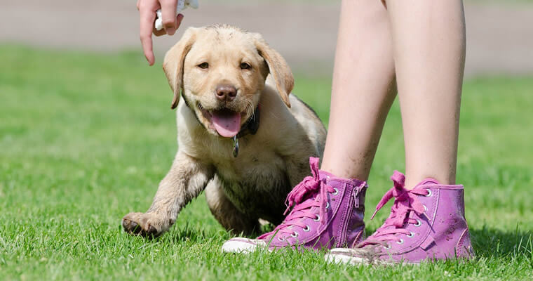 cachorro labrador