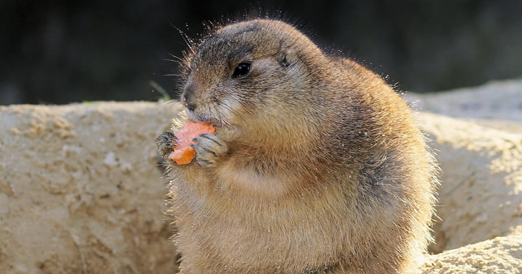 perrito comiendo