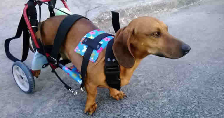 silla ruedas perros 1