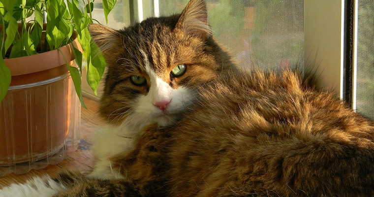 alergia en gatos