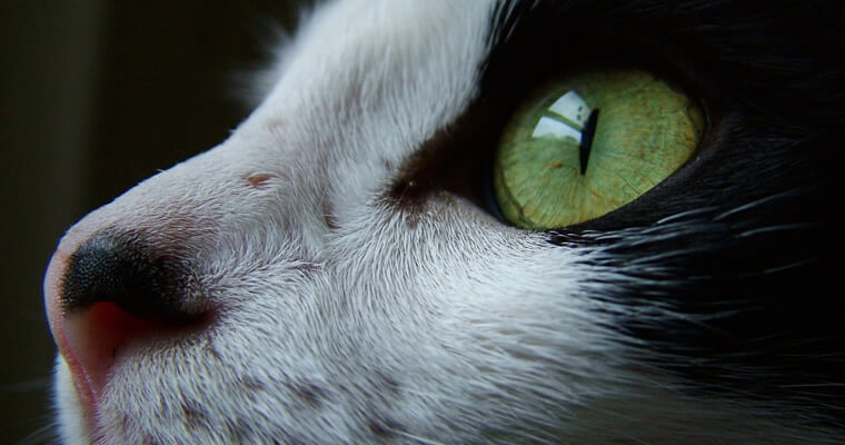 alergia en los gatos