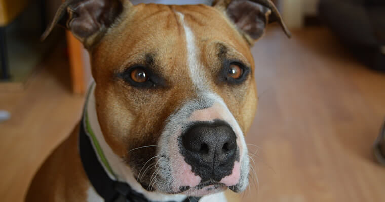 pitbull