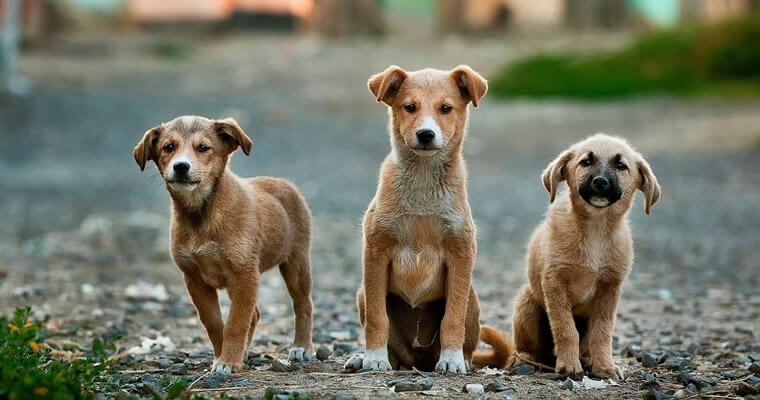 pulgas en perros